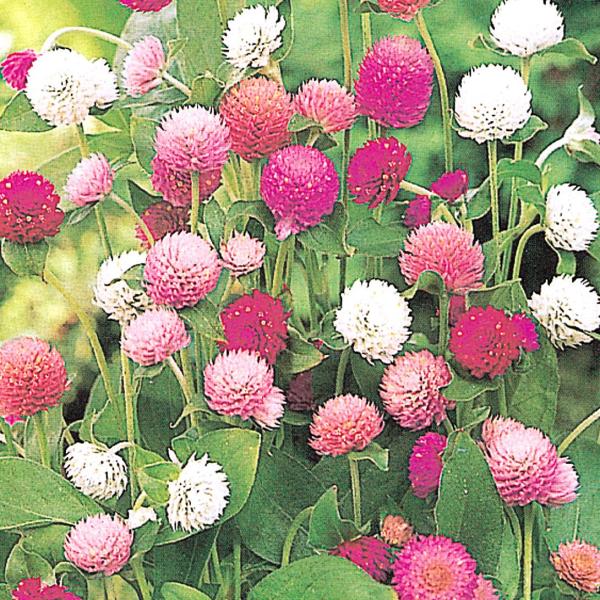 アレンジに最適●商品情報：全国で栽培可能。長期間次々と花を楽しめる強健人気品種を厳選!!花壇・鉢花に見逃せない素敵な花ばかり。●お届け状態：種●分類：1年草●花期(約)：7〜10月●草丈(約)：15〜25cm ※種子の粒数はおおよその目安を...