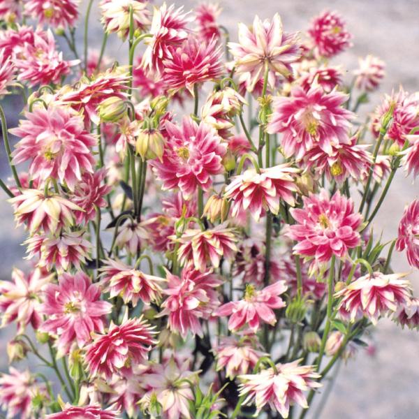 ●商品情報豪華な八重咲き●お届け状態種●分類多年草 ●花期(約)4〜6月●草丈(約)60〜75cm ●備考※種子の粒数は、目安を記載しております。実際の粒数と差異がありますが、ご了承ください。採種地の気候等の播種条件により粒状・大きさが異な...