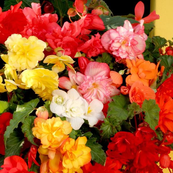 ●商品情報：ハンギングやコンテナの側面を滝のように枝垂れながら咲くつる性ベゴニア。その姿は圧巻の一言です!!●お届け状態:種●分類:多年草●開花期:7〜10月●草丈：30〜45cm●発芽適温：20〜25℃●栽培適地:庭・鉢※種子の粒数はおお...