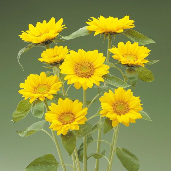 真上を向いて咲くNEWひまわり！●商品情報：完全に真上を向いて咲く画期的なひまわりが登場！ラウンドアレンジやブーケに大活躍すること間違いなしです。●お届け状態：種子   ●分類：1年草   ●発芽温度：20〜25℃   ●花期(約)：7〜1...