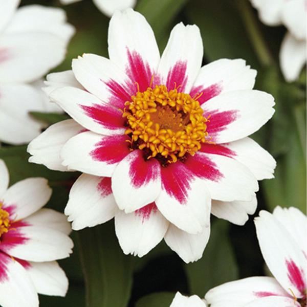 ●商品情報：性質強健で育てやすい百日草「ザハラシリーズ」。暑さ・乾燥に強く、花径4〜5cmの大きな花が、夏中ずーっと咲き続けます。草丈は低く、こんもり育ち、花壇の縁取りや鉢植えにお勧め。●お届け状態：種●分類：1年草●花期(約)：5〜11月...