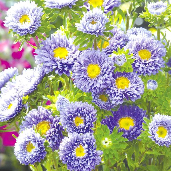 ●商品情報：色鮮やかな花色で、まさに切花に最適の品種です。   ●お届け状態：種子   ●分類：1年草   ●開花期(約)：7〜8月   ●草丈(約)：50〜70cm●発芽適温(約)：15〜25℃   ●備考・ご注意：※種子の粒数はおおよそ...