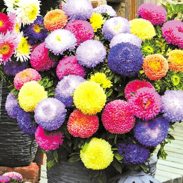 ●商品情報：その名の通り、まるで膨らんだ風船のようにまんまるとした花姿がとっても可愛い。   ●お届け状態：種子   ●分類：1年草   ●開花期(約)：7〜8月   ●草丈(約)：50〜70cm●発芽適温(約)：15〜25℃   ●備考・...