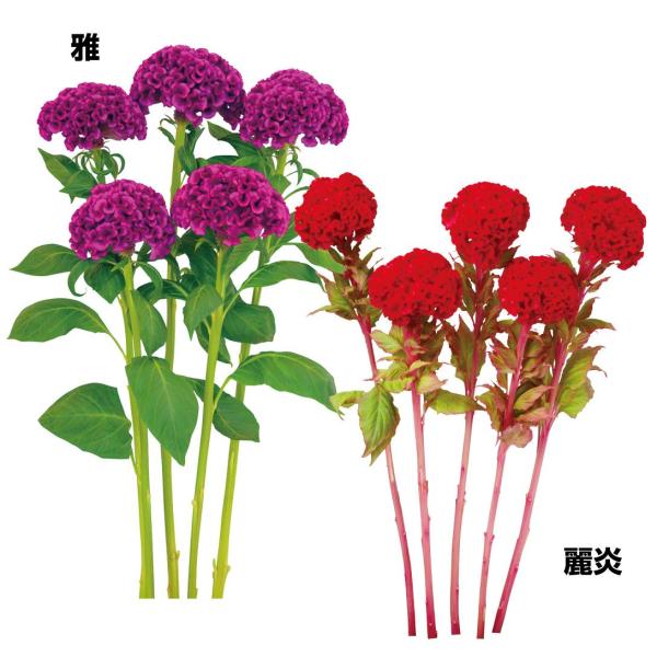 ●セット内容雅 1袋 （50粒）麗炎 1袋 （100粒）●商品情報：花色が鮮やかで、ゴージャスなケイトウのセットです。●お届け状態：種子●分類：1年草●開花期(約)：6〜10月●草丈(約)雅：80〜120cm麗炎：100〜120cm●発芽適...