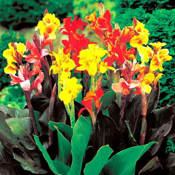 ●商品情報：スカビオサの近縁種でよく似た花を咲かせます。丈夫で育てやすい。赤・桃・紫等の花色ミックスです。   ●お届け状態：種子   ●発芽適温： 20〜24℃   ●分類：多年草   ●開花時期：5〜9月   ●草丈：70〜90cm  ...