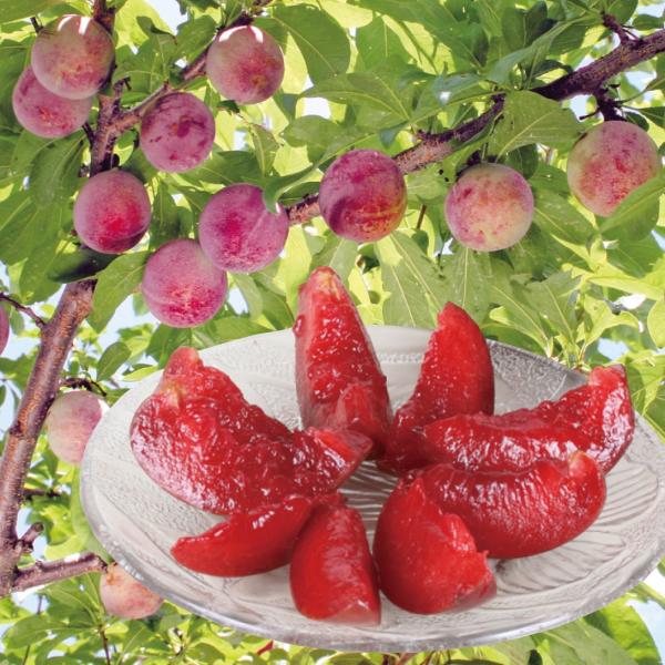 ●商品情報：完熟すると真っ赤な果皮・果肉色になり、ジューシーなうえ最高糖度２３度（平均１８度）にもなる極甘果!!果重約１００ｇで、鈴なりに実る豊産性早生スモモ。●お届け状態：接木1年生根巻苗●分類：落葉樹●実の収穫期：6月下旬〜●耐寒性：強...