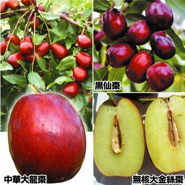 ●セット内容：無核大金絲棗　1株、黒仙棗　1株、中華大龍棗　1株●商品情報無核大金絲棗：最高糖度42.1度と極甘のナツメ!  種がなく干果に適。最大果重31g(平均15g)。黒仙棗：最大果重68g(平均33g)で最高糖度39度と高く、甘酸適...