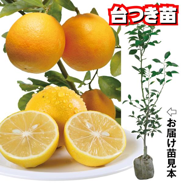 ●商品情報:酸度が普通のレモンの5分の1で、酸っぱくない不思議なレモン。球形で果重約100g。【台つき苗とは】通常お届けする苗木は、時期になると掘り起こし、根についた土を一旦落とします。しかしこちらの「台つきカンキツ苗」は、土を四角く掘り起...