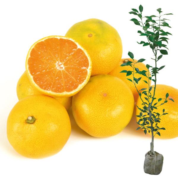 ●商品情報:早生みかんの中で最も旨いと称される人気の温州みかん。糖度は約12度。果重約110g。【台つき苗とは】通常お届けする苗木は、時期になると掘り起こし、根についた土を一旦落とします。しかしこちらの「台つきカンキツ苗」は、土を四角く掘り...