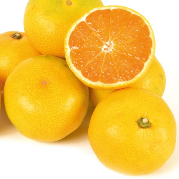 ●商品情報:早生温州みかんで最も旨いと言われる人気品種。「宮川早生」の枝変わりで、食味・品質は極上!  しかも「宮川早生」より着色が早い! 甘味が強く、糖度は約12度。果重約110g。樹勢が強くなったフリー苗です。●お届け状態:接木1年生根...