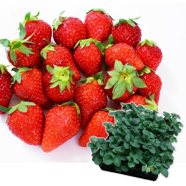 商品情報人気のイチゴの苗を24ポットお届けするとってもお得な福袋企画。名称付きです。お届け状態 ポット苗分類多年草耐寒性強/寒冷地でも地植えOK日照日なた栽培適地庭・鉢栽培ポイント備考※海外持出禁止(公示(農林省HP)参照)を含む場合あり