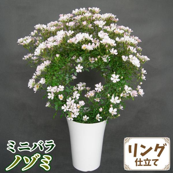 ●学名・英名：Rosa hybrids Nozomi●商品情報：丸いリング状に仕立てられたミニバラ。届いたままの状態でお楽しみいただけます。ギフトにも喜ばれます。「ノゾミ」は淡い桃色の優しい花色のミニバラです。房咲きで花つきよく、花もちも良...
