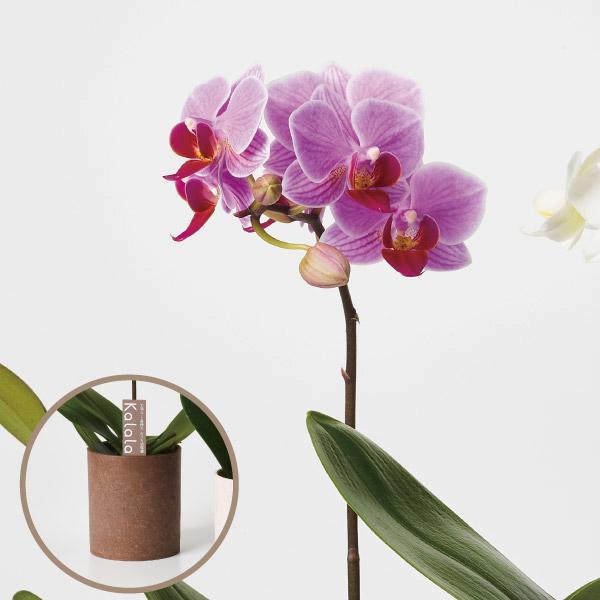 ●商品情報お手軽に育てられるミニ胡蝶蘭！とっても可愛くて、長持ち！贈り物やインテリアとしても人気があります。●お届け状態：3寸ポット●栽培適地：鉢植え※鉢の色はイメージです。別の色になる可能性があります。