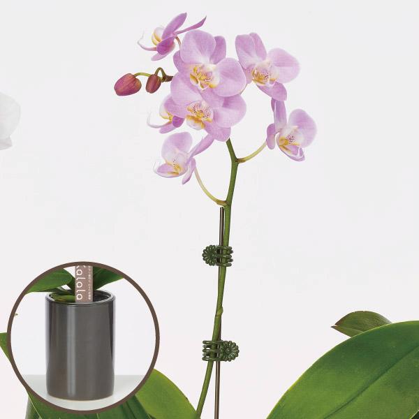 ●商品情報お手軽に育てられるミニ胡蝶蘭！とっても可愛くて、長持ち！贈り物やインテリアとしても人気があります。●お届け状態：3.5寸ポット●栽培適地：鉢植え※鉢の色はイメージです。別の色になる可能性があります。