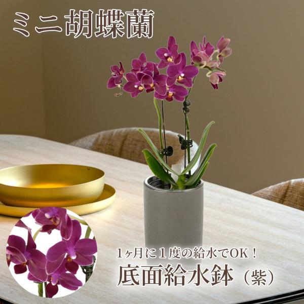 ●商品情報お手軽に育てられるミニ胡蝶蘭！とっても可愛くて、長持ち！贈り物やインテリアとしても人気があります。●お届け状態：3.5寸ポット●栽培適地：鉢植え※鉢の色はイメージです。別の色になる可能性があります。