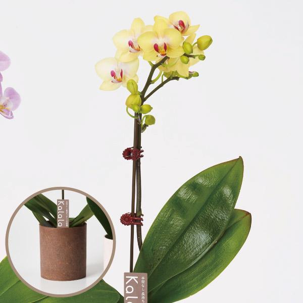 ●商品情報お手軽に育てられるミニ胡蝶蘭！とっても可愛くて、長持ち！贈り物やインテリアとしても人気があります。●お届け状態：3寸ポット●栽培適地：鉢植え※鉢の色はイメージです。別の色になる可能性があります。