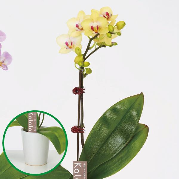 ●商品情報お手軽に育てられるミニ胡蝶蘭！とっても可愛くて、長持ち！贈り物やインテリアとしても人気があります。●お届け状態：3寸ポット●栽培適地：鉢植え※鉢の色はイメージです。別の色になる可能性があります。