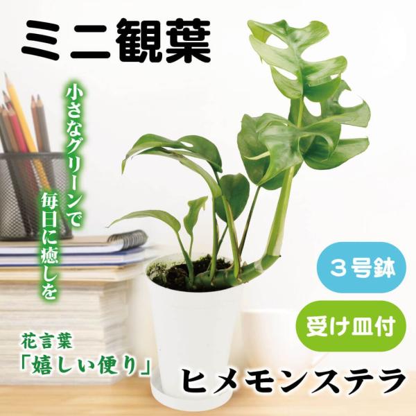 ●商品情報お洒落な観葉植物！受け皿付きで水やりも安心！お部屋にグリーンを取り入れて、癒しの空間を！●鉢サイズ：3号鉢●備考：受け皿付き※画像はイメージです。葉つきや枝ぶりなどは画像と異なります。