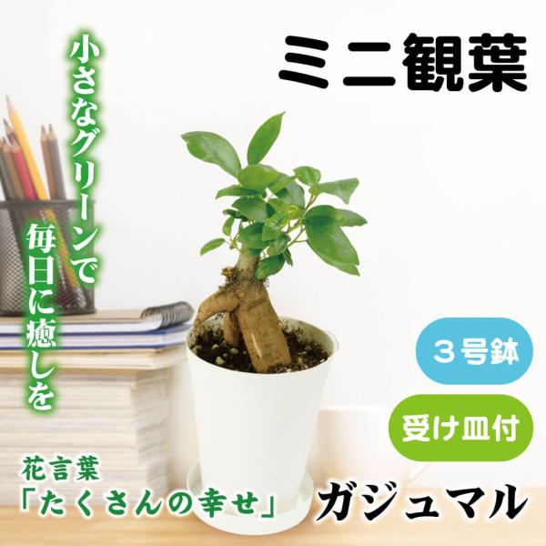 ●商品情報お洒落な観葉植物！受け皿付きで水やりも安心！お部屋にグリーンを取り入れて、癒しの空間を！●鉢サイズ：3号鉢●備考：受け皿付き※画像はイメージです。葉つきや枝ぶりなどは画像と異なります。