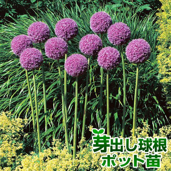 ●学名・英名：Allium giganteum●商品情報：アリウム ギガンチュームの球根の芽出しポット苗で、失敗なく開花させることができます。お届け苗イメージの写真よりも芽が伸びてきたので、値下げしてお得に販売いたします!!※ポット苗の生育...
