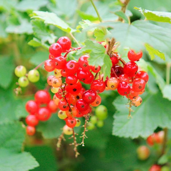 ●学名・英名：Ribes rubrum●商品情報：まるで宝石のような美しさがある見た目と、甘酸っぱい果実はジャムやケーキのデコレーションなどに。アントシアニンを豊富に含みます。暑さには少し弱いですが、強健で育てやすい。スグリ科。来年実つき予...