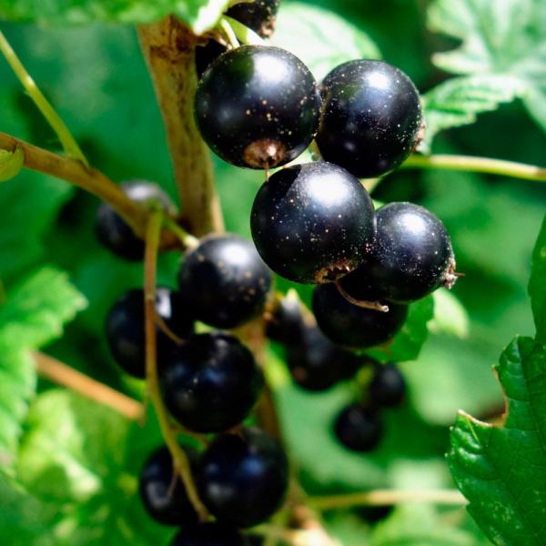 ●学名・英名：Ribes rubrum●商品情報：まるで宝石のような美しさがある見た目と、甘酸っぱい果実はジャムやケーキのデコレーションなどに。アントシアニンを豊富に含みます。暑さには少し弱いですが、強健で育てやすい。スグリ科。来年実つき予...