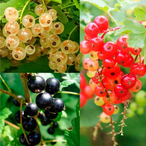 ●学名・英名：Ribes rubrum●商品情報：まるで宝石のような美しさがある見た目と、甘酸っぱい果実はジャムやケーキのデコレーションなどに。アントシアニンを豊富に含みます。暑さには少し弱いですが、強健で育てやすい。スグリ科。来年実つき予...