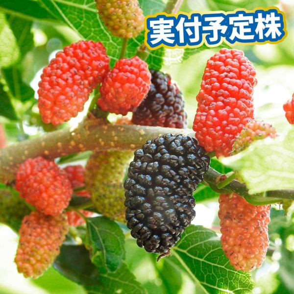 ●学名・英名：Moraceae Morus●商品情報：若木から実がつきやすい豊産性品種。桑の実にはビタミンやアントシアニンが豊富に含まれています。今年実がつく予定の株をお届けします。クワ科。●お届け状態：15cm鉢(実つき予定株)●分類：落...