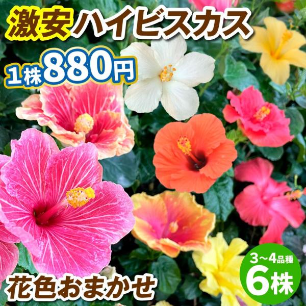 ●学名・英名：Hibiscus●商品情報：ハイビスカスは南国の代表する夏の花。一日花ですが、次々と花を咲かせます。アオイ科。花色おまかせの開花株でのお届けです。送料込み価格で、1株あたり880円!! 大量仕入れにより実現した夢の大特価です。...
