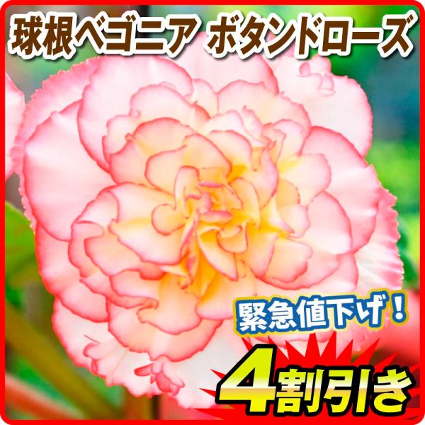 春植え球根 球根ベゴニア ボタン ド ローズ 3球 限定特価
