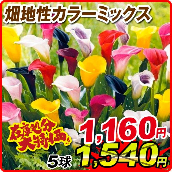 国華園 在庫処分特価 畑地性カラー 球根 ミックス 5球 畑地性カラーの球根 春植え球根