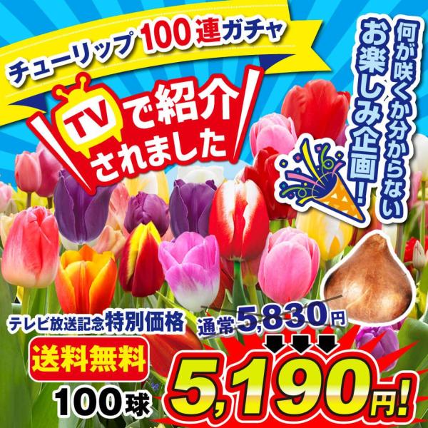 期間限定特価 国華園 チューリップ 球根 チューリップ100連ガチャ 100球 送料無料