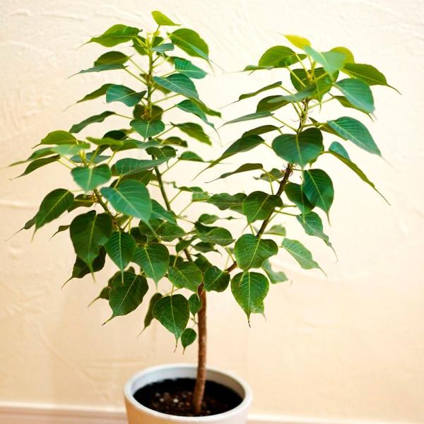 国華園 花木苗 インドボダイジュ コンパクタ 1株