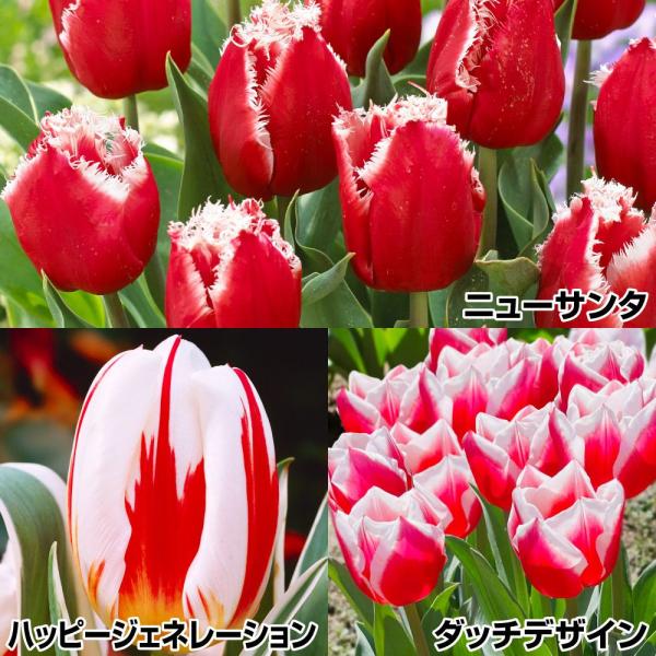 国華園 チューリップ 球根 めでたい紅白セット 3種30球 チューリップの球根