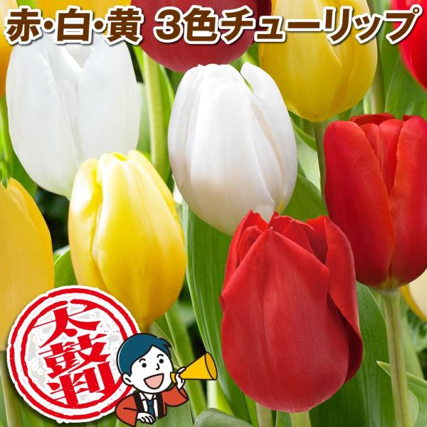国華園 チューリップ 球根 太鼓判チューリップセット 3色60球 チューリップの球根 送料無料