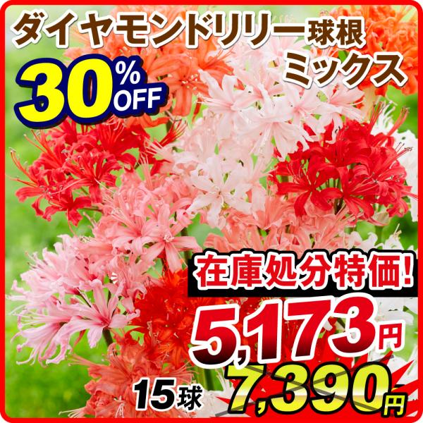 国華園 在庫処分 30％OFFセール ダイヤモンドリリー 球根 ミックス (無選別) 15球 ネリネの球根 夏植え球根