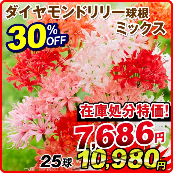 国華園 在庫処分 30％OFFセール ダイヤモンドリリー 球根 ミックス (無選別) 25球 ネリネの球根 夏植え球根