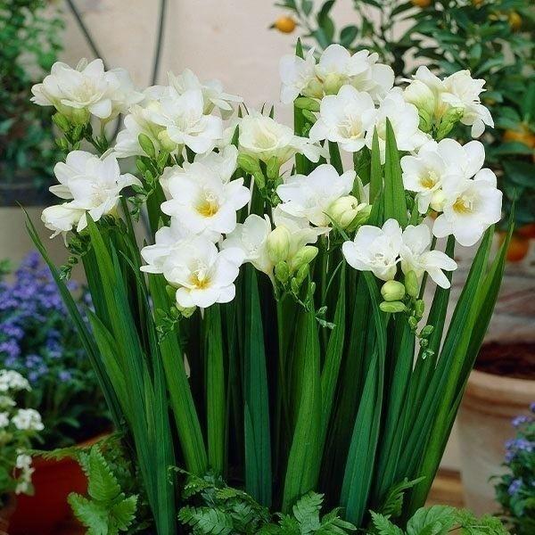 国華園 フリージア 球根 シングル咲 白花 20球 フリージアの球根 一重咲き 秋植え球根