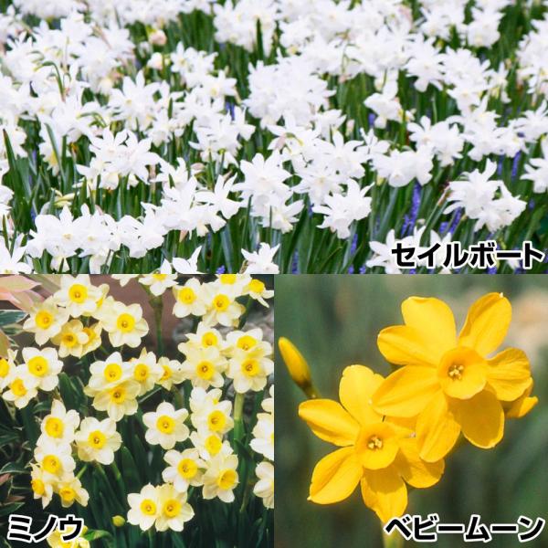 国華園 水仙 球根 可憐なミニ水仙セット 3種30球 スイセンの球根