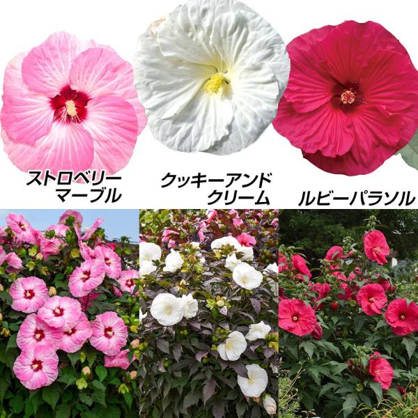 国華園 花苗 ハイビスカスセット 3種3株 / PW ペレニアル 多年草 宿根草 ハイブリッドハイビスカス 耐寒性 耐暑性 花の苗
