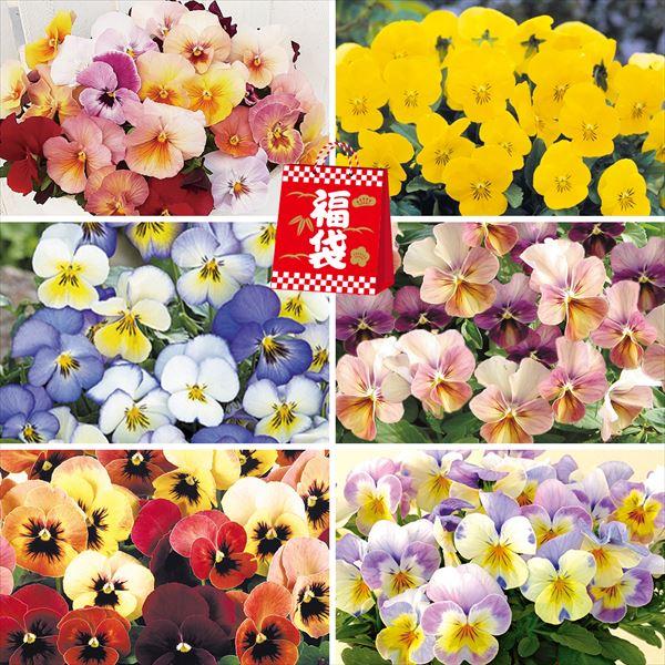 国華園 花苗 激安パンジー・ビオラ福袋 24株 / 花の苗 パンビオ 冬花壇 お買得
