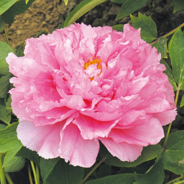 国華園 牡丹苗 肉芙蓉 1株 2〜3芽付素掘苗 中輪 花木苗