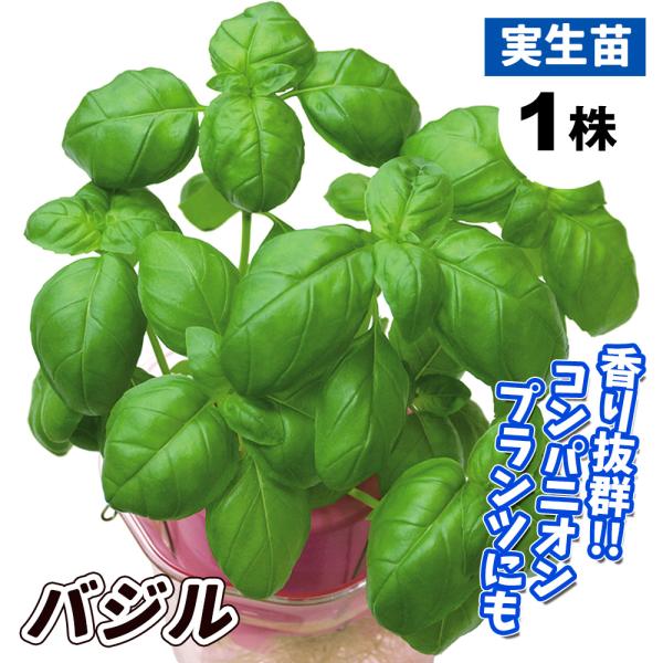 国華園 実生野菜苗 バジル（スイートバジル） 1株 ハーブ やさいなえ