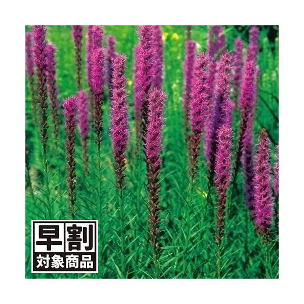 国華園 （早期予約野菜たね）種 花たね リアトリス バイオレット 1袋（100mg）/27年春発送【送料グループ：R76T9】