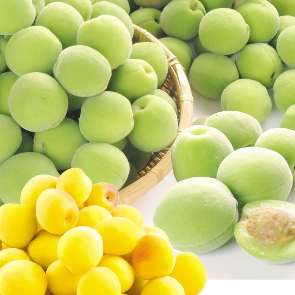 梅 5kg 豊後梅 青森産 ご家庭用 冷蔵便 送料無料 食品 : 花と緑