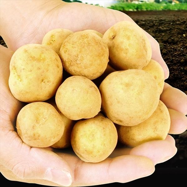 じゃがいも 10kg 北海道産 キタアカリ 小玉 2s S 1箱 新物 新じゃが ちび 送料無料 芋 野菜 食品 国華園 F723 花と緑 国華園 通販 Yahoo ショッピング