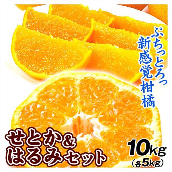 みかん せとか&はるみセット 2種10kg 送料無料 食品 : 花と緑 国華園