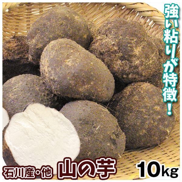 山いも 10kg 山の芋 石川産他 送料無料 食品 : 花と緑 国華園 - 通販 