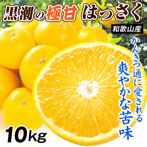 みかん 10kg 黒潮の極甘 はっさく 八朔 和歌山産 紀南 名産地 ご家庭用