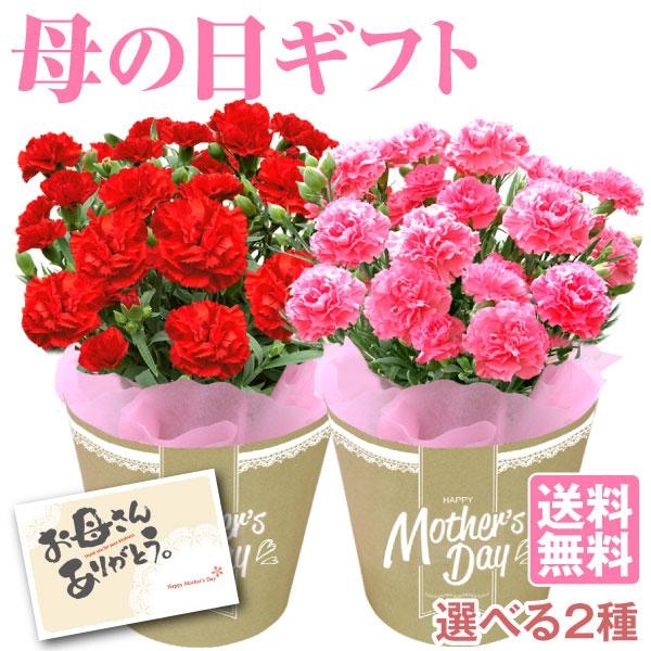 母の日 ギフト 2026 プレゼント 花 カーネーション 選べる2色 鉢植え 花鉢 5号鉢 鉢花 送料無料 赤 桃 ピンク 50代 60代 70代 80代 最安値挑戦 爆買